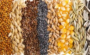 Food Grains