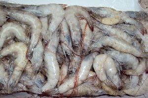 Fresh Vannamei Shrimps