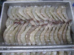 Frozen Headless Vannamei Shrimps