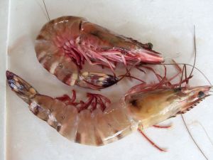 Frozen Sea Tiger Shrimps