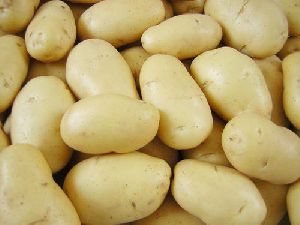 3797 Fresh Potato
