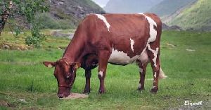 Sahiwal Cow