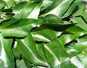 Fresh Curry Leaves