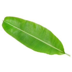 Fresh Banana Leaf