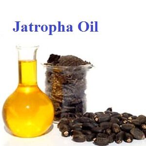 Jatropha Oil Seeds