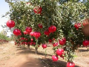 Pomegranate