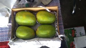 Kesar Mangoes