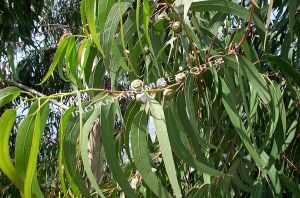 Natural Eucalyptus Globulus Essential Oil