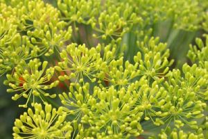 Natural Fennel Essential Oil