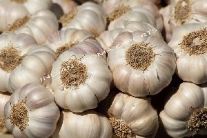 Natural garlic essential oil