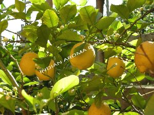 Natural Lemon Essential Oil