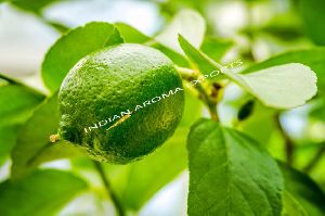 Natural Lime Essential Oil