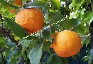 Natural Mandarin Essential Oil