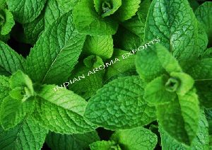 Natural Menthol Essential Oil