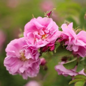 Natural Rose Essential Oil