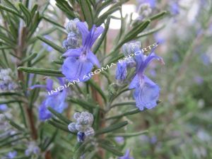 Natural Rosemary Essential Oil