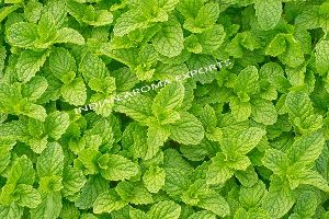 Natural Spearmint Essential Oil