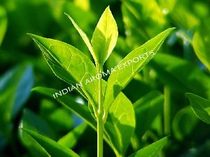 Natural Tea Tree Essential Oil