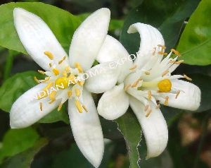 Orange Blossom Absolute Oil