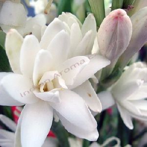 Tuberose Absolute Oil