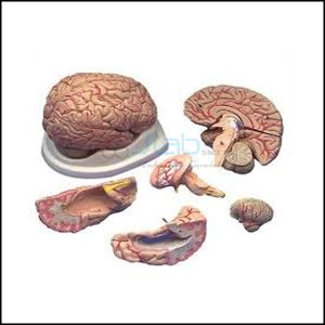 Brain Model Parts