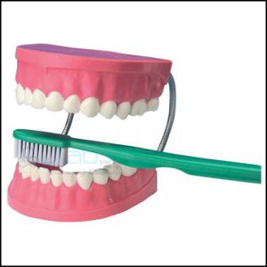 Dental Care Model