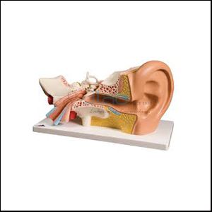 Ear Anatomical Model