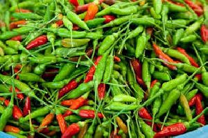 Fresh Chilli