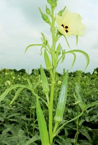 Hybrid Okra Seeds