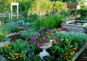 Kitchen Garden Installation Services