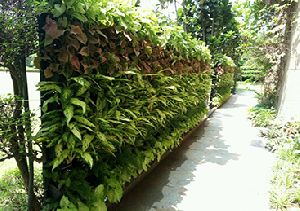 Vertical Garden Installation Services