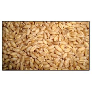 Wheat Seed (PBW-154)