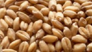 Wheat Seed (WH-711)