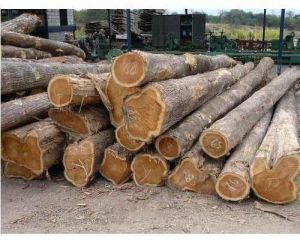 Teak Wood Logs