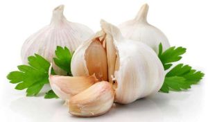 Garlic