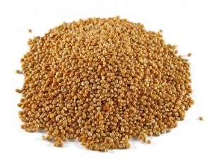 Sorghum Seeds