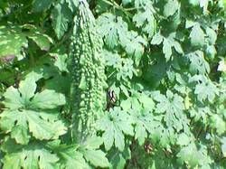 999 F1 HY BITTER GOURD SEEDS