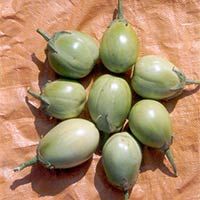 GREEN BALL BRINJAL SEEDS