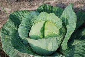 INDRA CABBAGE SEEDS
