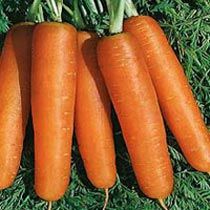 ROSSA F1 HY CARROT SEEDS