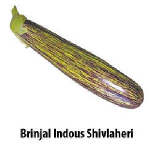 SHIVLAHERI BRINJAL SEEDS