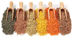 Indian Pulses