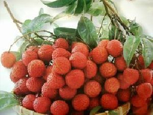 Fresh Litchi