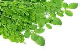 Moringa Leaves