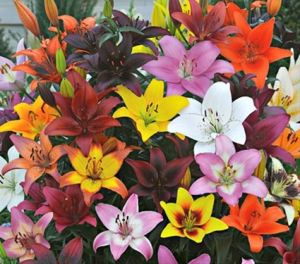 Fresh Asiatic Lilium Flower