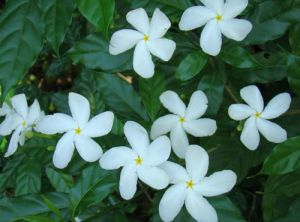 Fresh Chandni Flower