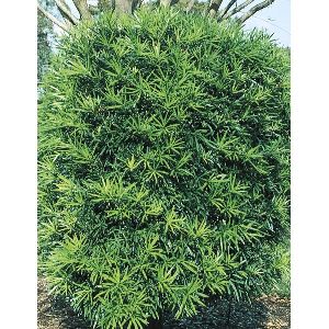 Podocarpus Plant