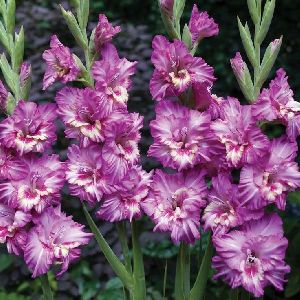 Fresh Purple Gladiolus Flower