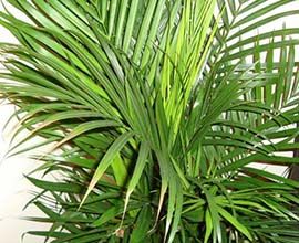 Areca Palm Leaves