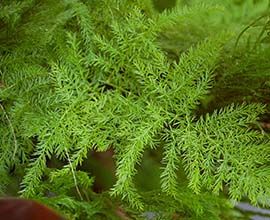 Asparagus Leaves